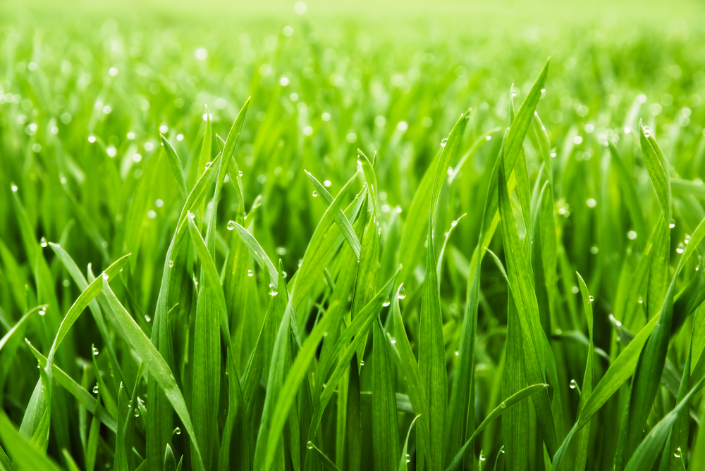 Benefícios da grama sintética no playground